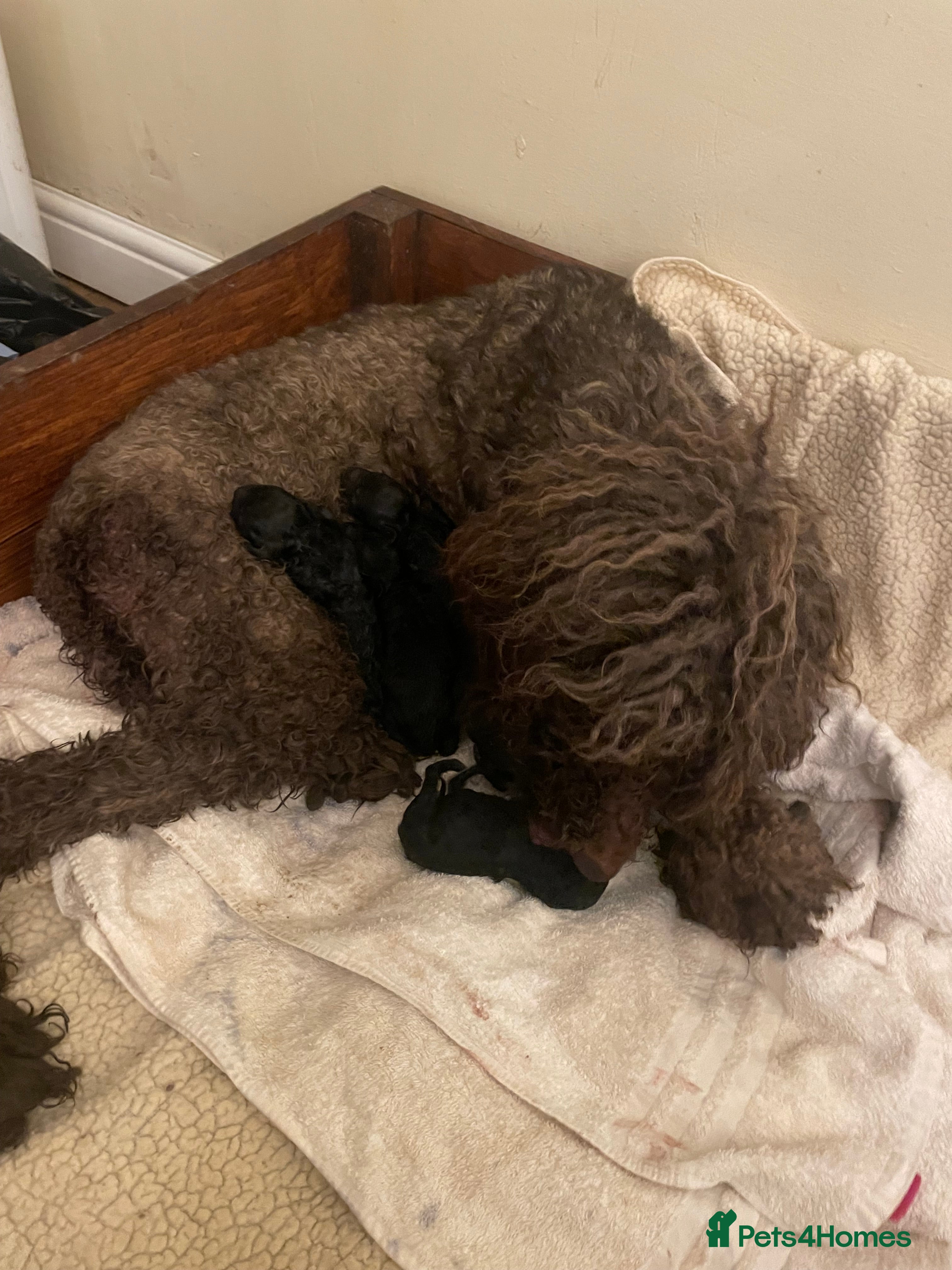 Standard Poodle dogs KC standard poodles Health tested  - Advert 1