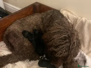 Standard Poodle dogs KC standard poodles Health tested - Advert 1