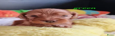 Cockapoo 4