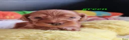 Cockapoo dogs for sale: F1 Cockapoo puppies fully DNA tested parents  - Advert 10