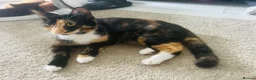 Mixed Breed cats for sale: Beautiful 7 week old boy kitten  - Advert 2