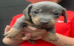 Miniature Dachshund dogs for sale: 🥰 Stunning Miniature Dachshunds 🥰 - Advert 7