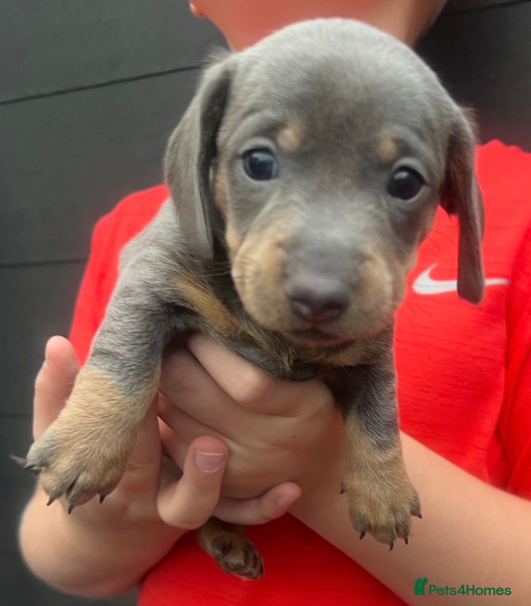 Miniature Dachshund dogs for sale: 🥰 Stunning Miniature Dachshunds 🥰 - Advert 7