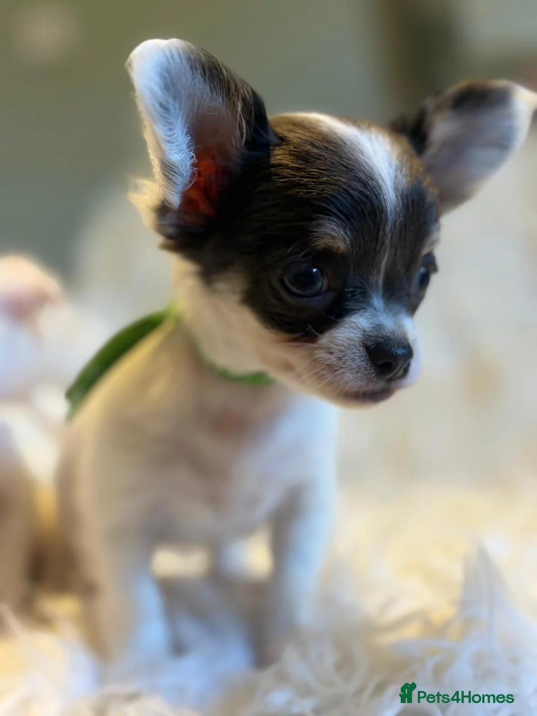 Chihuahua dogs for sale: KC Regd Chihuahua Pups parents fully health tested - Advert 1