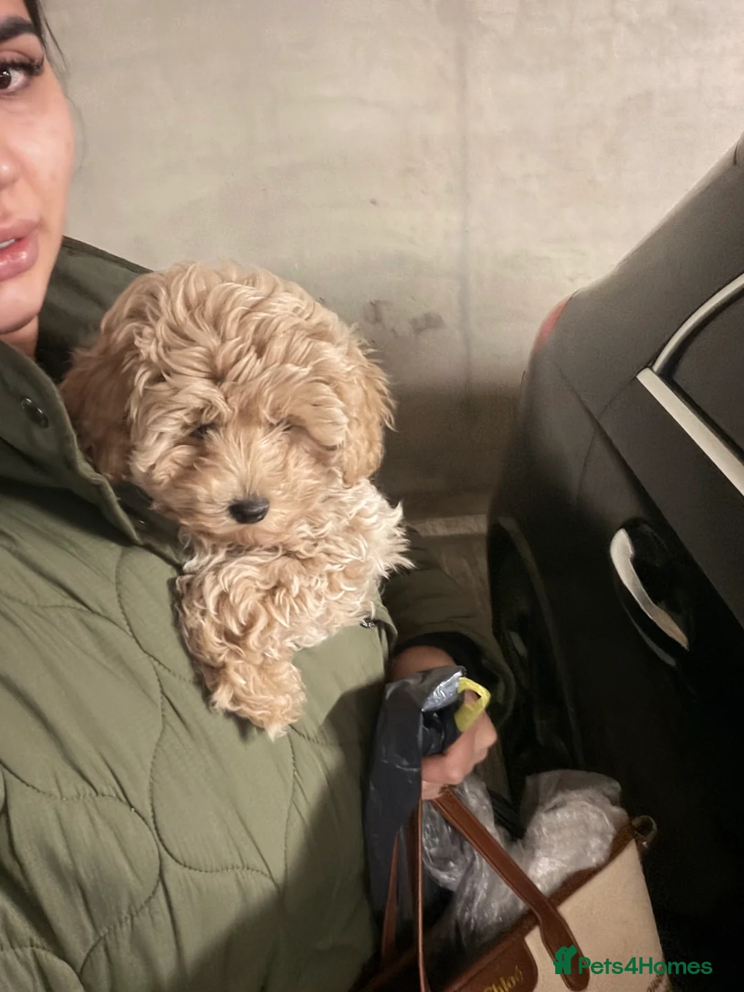 Maltipoo dogs for sale: Maltipoo in London - Advert 2