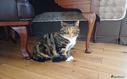 Mixed Breed cats for sale: 6 Lovely and Friendly Cats - Different colours - Advert 16