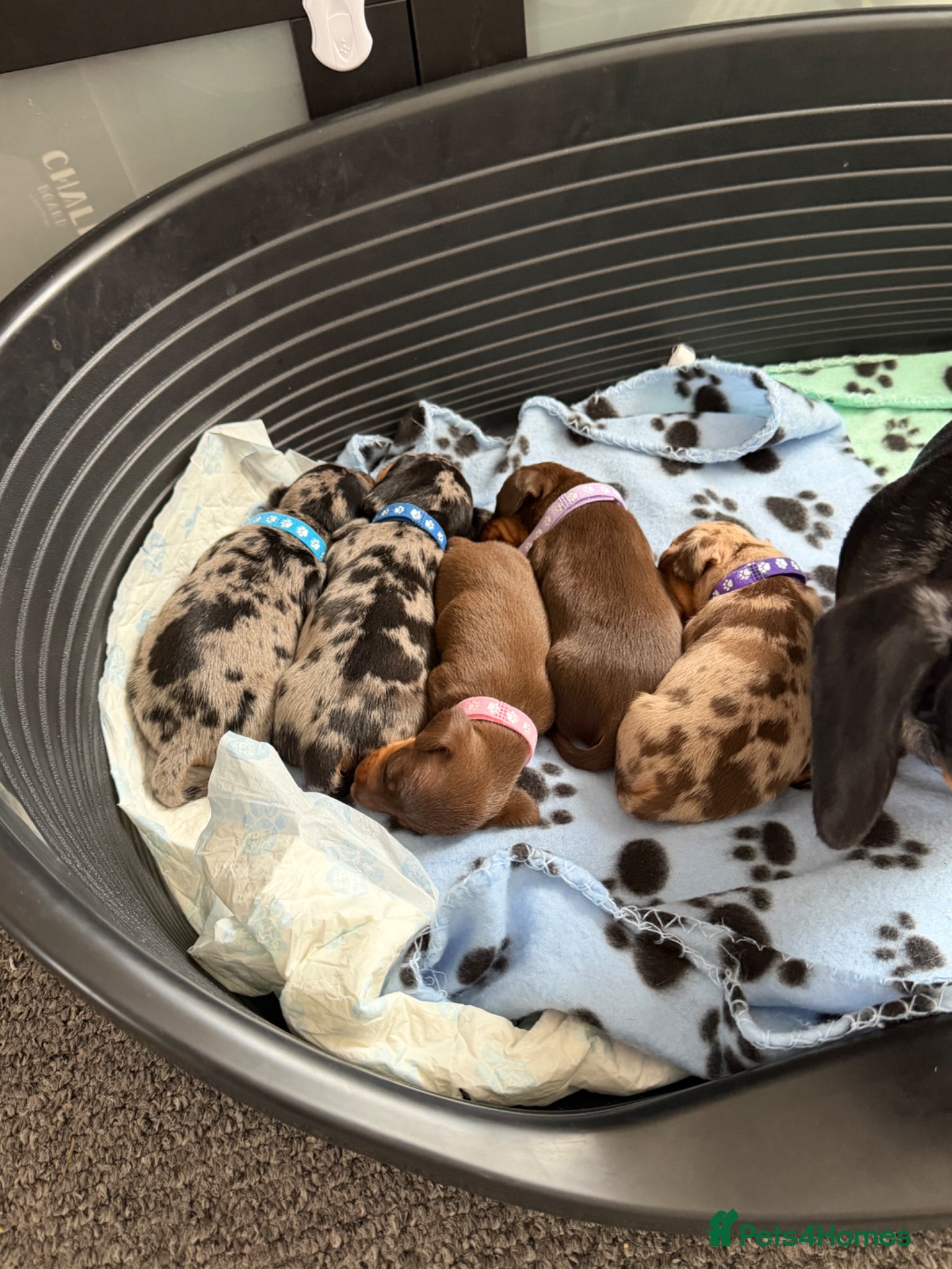 Miniature Dachshund dogs Miniature dauchunds  - Advert 13