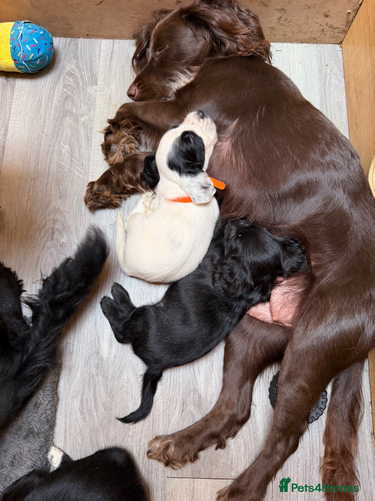 Cocker Spaniel dogs Beautiful Cocker Spaniel Puppies  - Advert 1