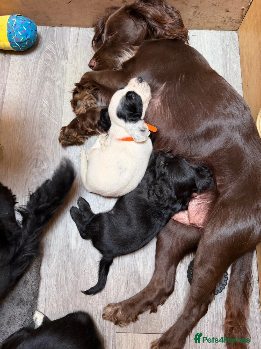 Cocker Spaniel dogs for sale: Beautiful Cocker Spaniel Puppies  - Advert 1
