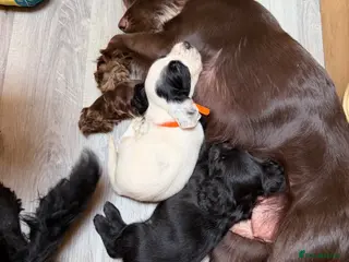 Cocker Spaniel dogs Beautiful Cocker Spaniel Puppies - Advert 6