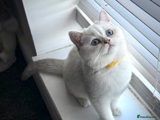 Scottish Fold cats 😻Last Two Stunning Scottish straight girls 😻 - Advert 3