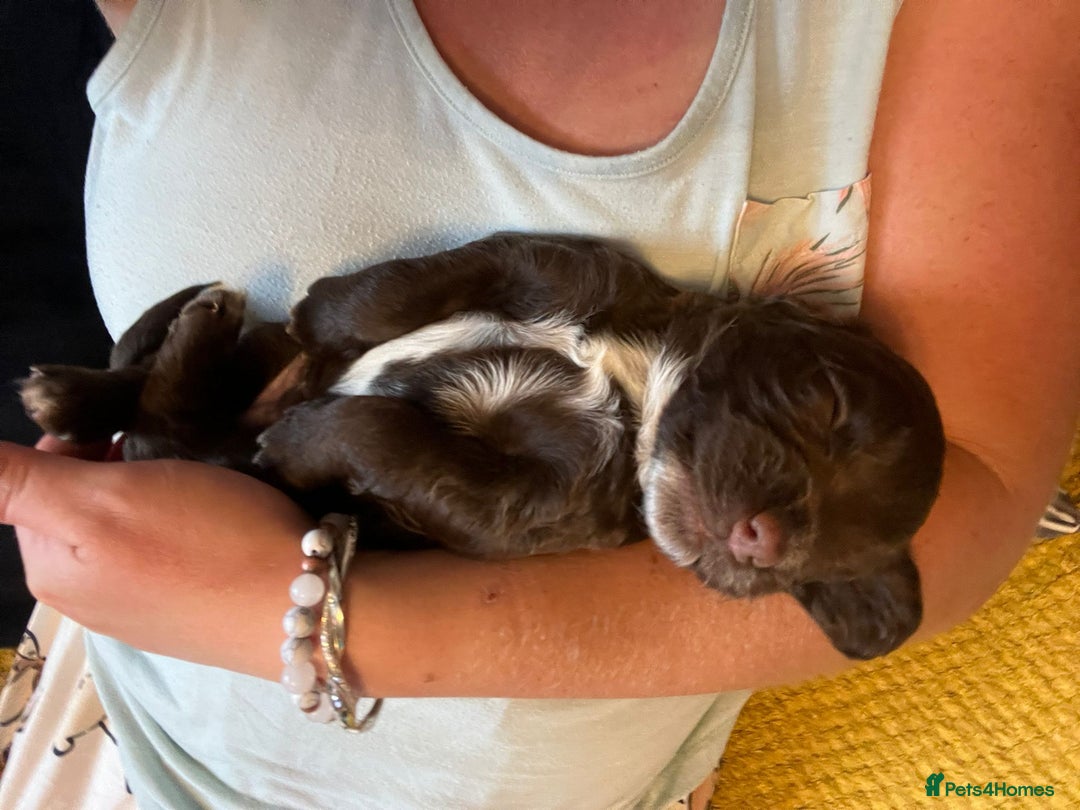 Sprocker dogs for sale: Beautiful Sprocker puppies  - Image 7