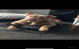 English Bulldog dogs for sale: 2 Lilac Tri english bulldogs - Advert 10