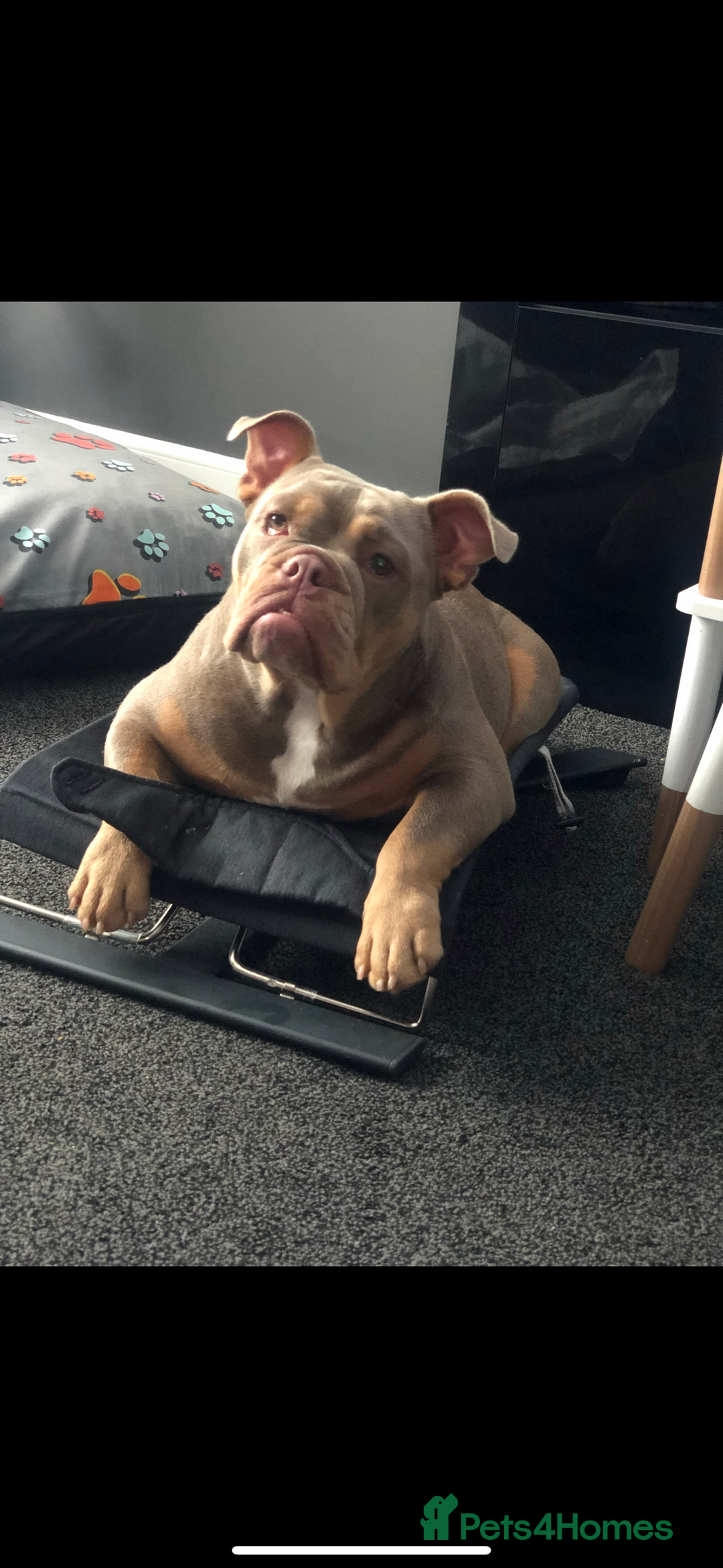 English Bulldog dogs for sale: 2 Lilac Tri english bulldogs - Advert 10