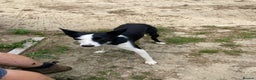 Sprollie dogs for sale: Freddie - Border collie x Sprollie - Advert 5