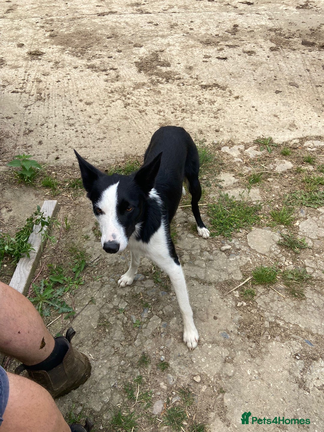 Sprollie dogs for sale: Freddie - Border collie x Sprollie - Advert 5