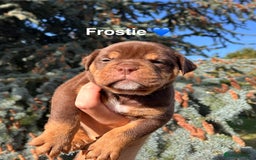 Olde English Bulldogge dogs for sale: RAINBOW OLD ENGLISH LITTER !!! - Image 9