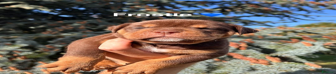 Frosties