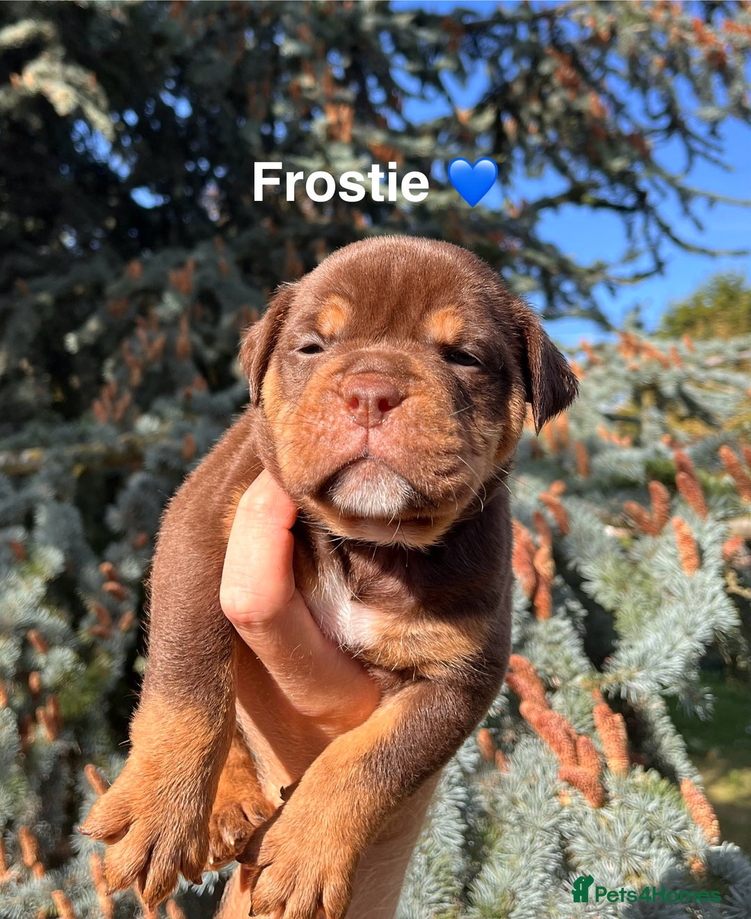 Olde English Bulldogge dogs for sale: RAINBOW OLD ENGLISH LITTER !!! - Image 9