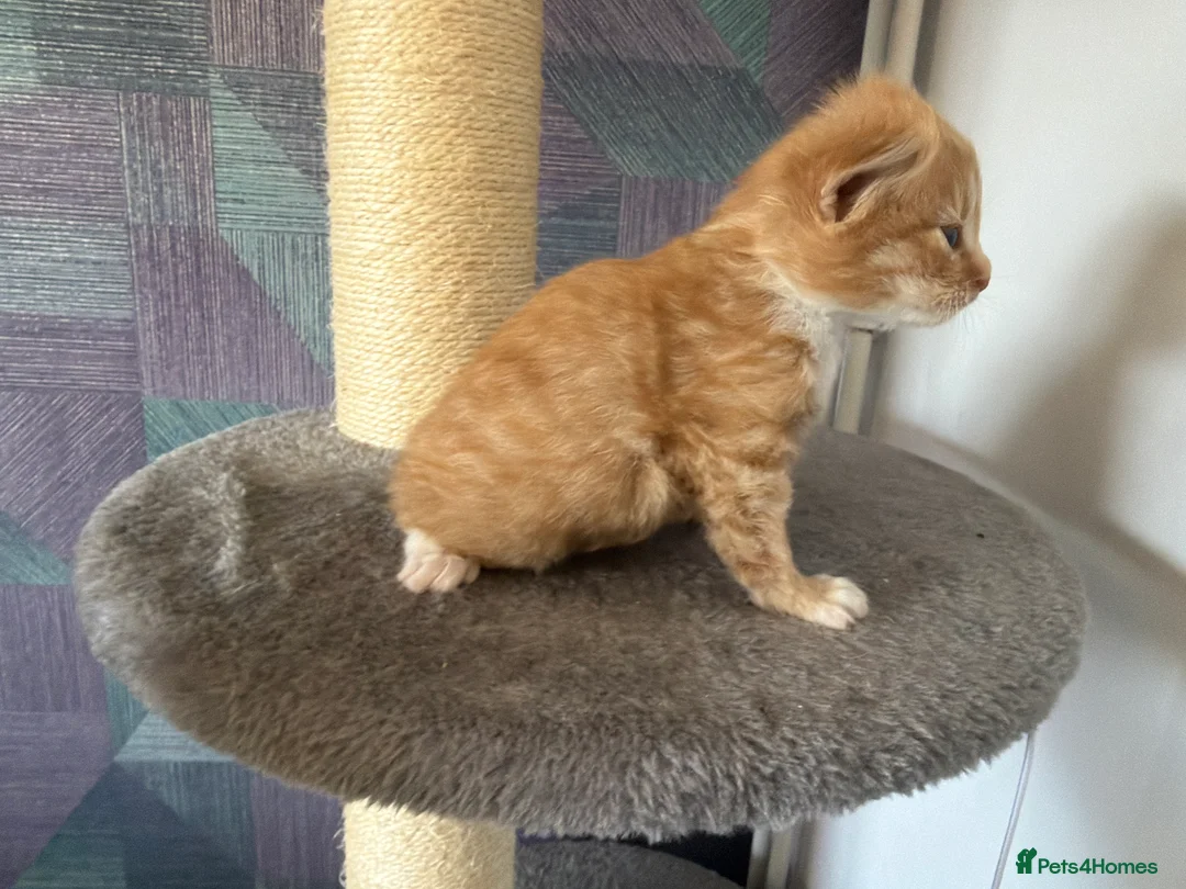 Mixed Breed cats for sale: Six lovely bundles of fluff  - Advert 13