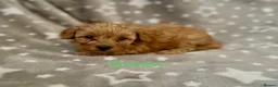 Schnoodle dogs for sale: Beautiful Schnoodle Pups - Advert 6