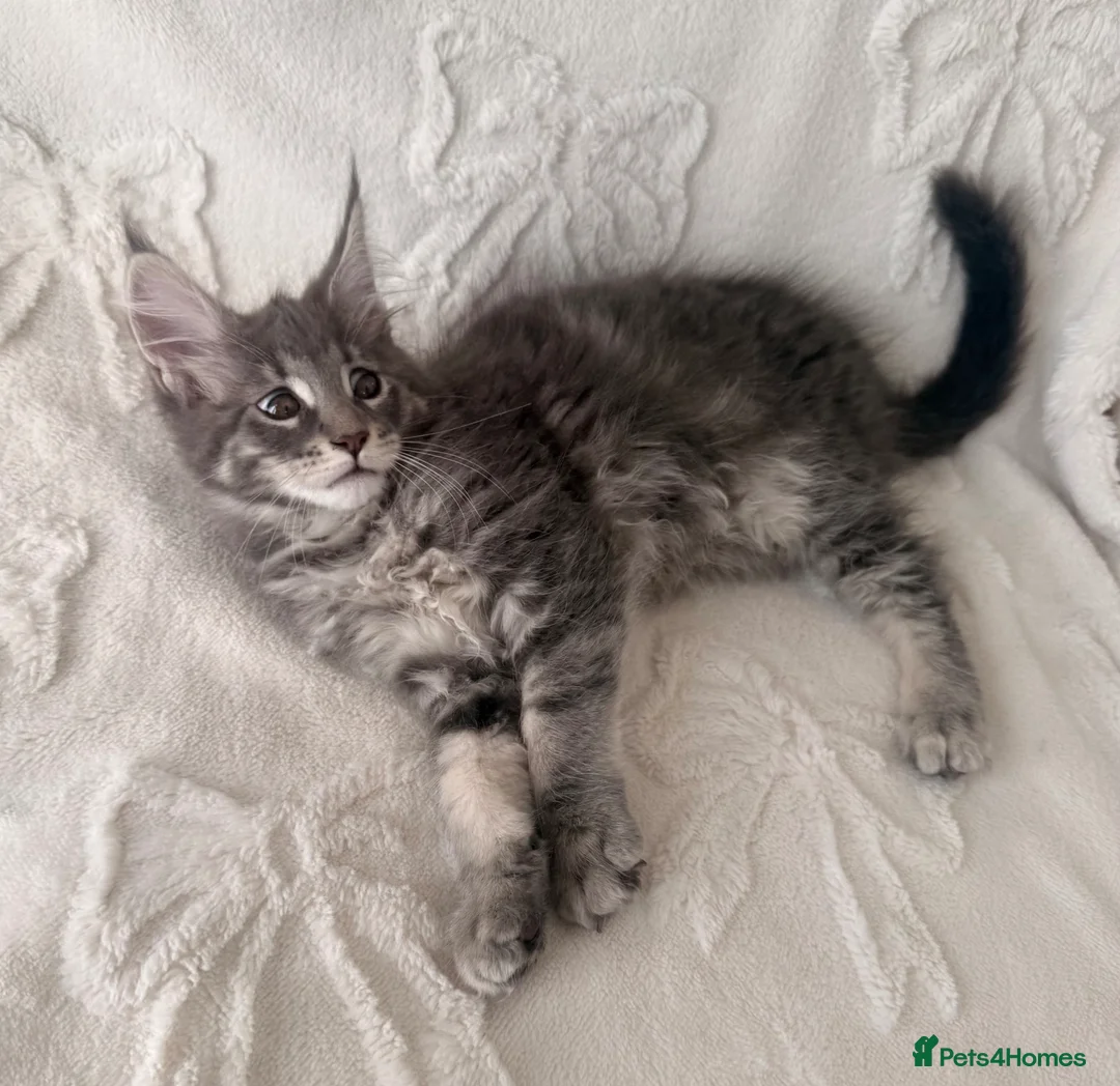 Maine Coon cats for sale: Maine coon kitten Juliet “juju” - Advert 11