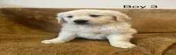 Golden Retriever dogs for sale: KC Registered Golden Retriever Puppies - Advert 15