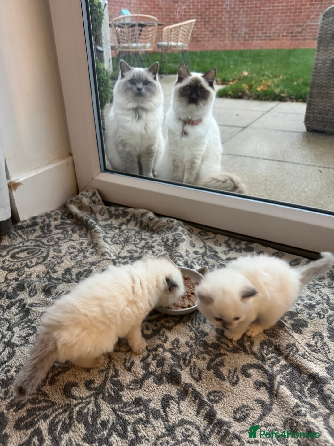 Ragdoll cats for sale: Absolutely Stunning litter of pure Ragdoll kittens - Advert 22