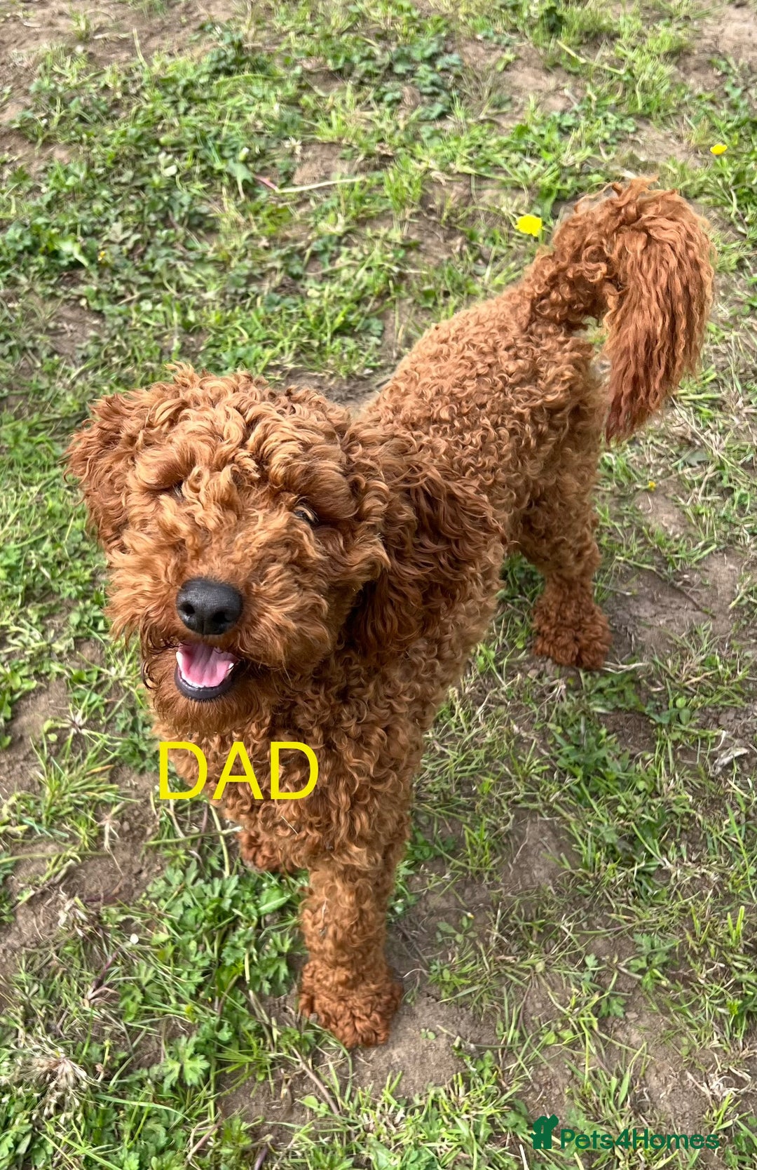 Cockapoo dogs for sale: Adorable F1 Cockapoos from 5* licensed breeder - Image 9