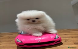Pomeranian dogs for sale: Boy left! High quality KC reg from imported lines - Image 5