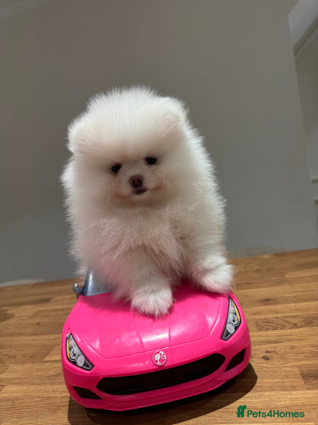 Pomeranian dogs for sale: Boy left! High quality KC reg from imported lines - Image 5