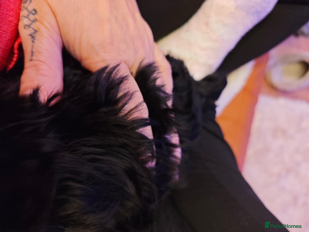 Yorkshire Terrier dogs for sale: Beautiful Yorkshire Terrier Girl - Advert 7