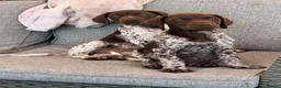 German Shorthaired Pointer dogs for sale: Ready to Leave 1 Male Left Otti 🐾🩵 - Advert 8