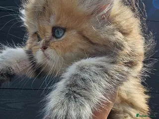 British Shorthair cats Bsh GOLDEN Chunky Kittens🐱 Ready go now - Advert 2