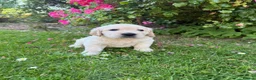 Golden Retriever dogs for sale: Chunky golden retriever puppies, kc registered in Poulton-le-Fylde - Advert 4