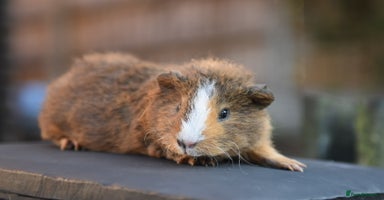 Guinea Pig rodents in Wigan - Advert 3