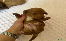 Miniature Dachshund dogs for sale: Superb Miniature KC reg Dachshund puppies - Image 3