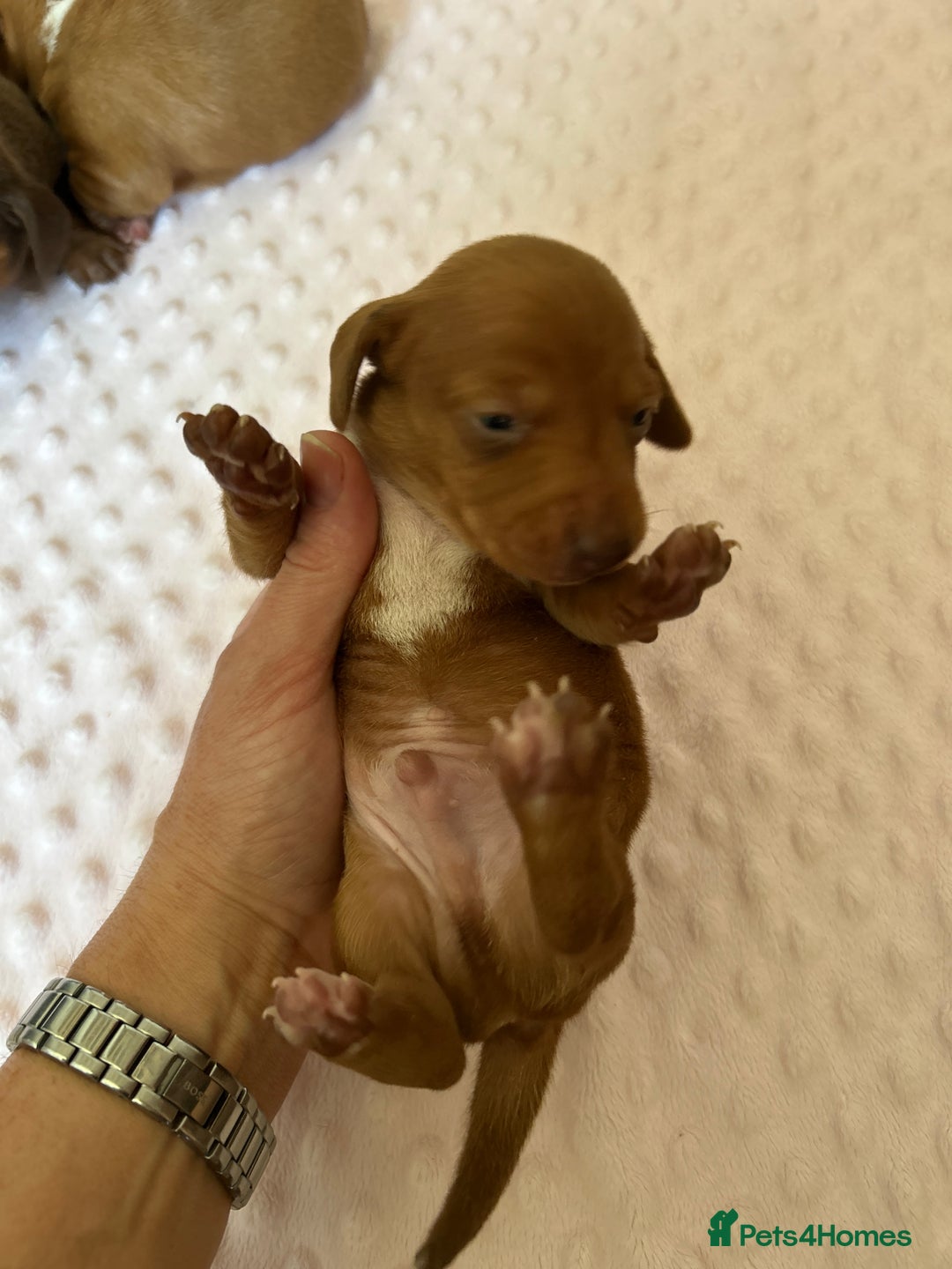Miniature Dachshund dogs for sale: Superb Miniature KC reg Dachshund puppies - Image 3