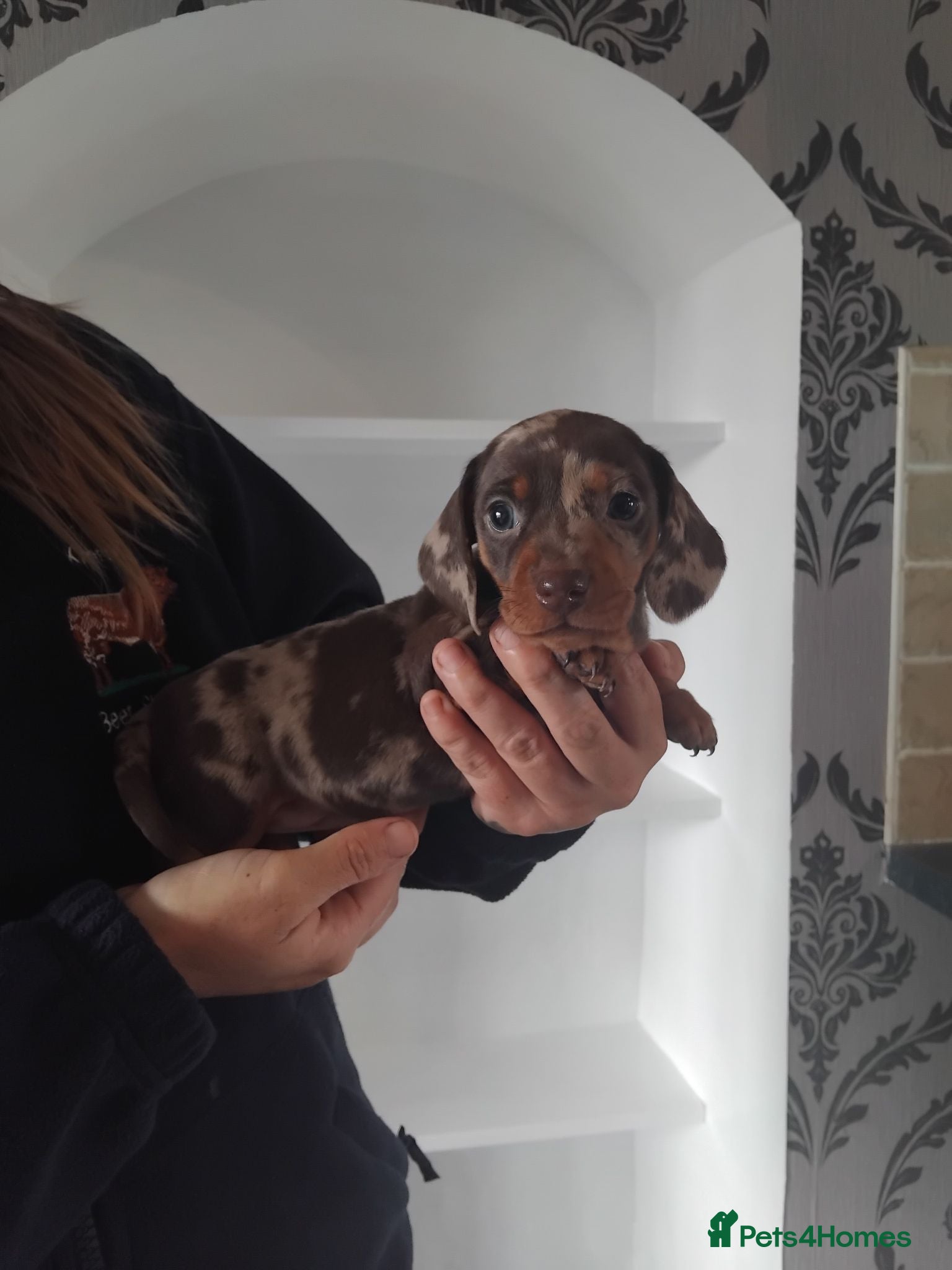 Miniature Dachshund dogs Kc registered miniature dachshund puppies - Advert 1