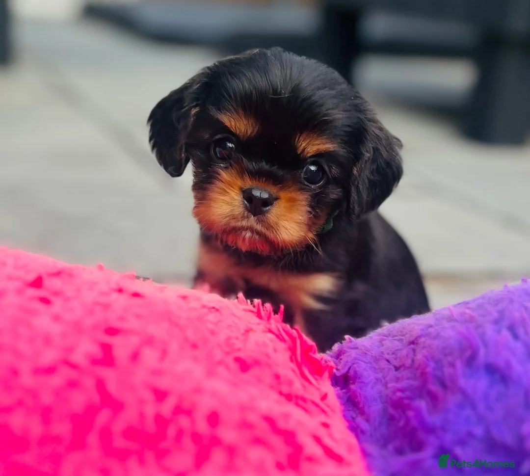 Cavalier King Charles Spaniel dogs for sale: Beautiful CKCS Boys  - Advert 1