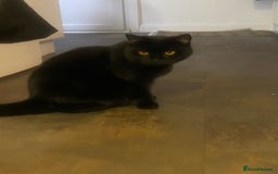 British Shorthair cats for sale: Looking for a New Loving Home for Titi! 🐾 - Image 3