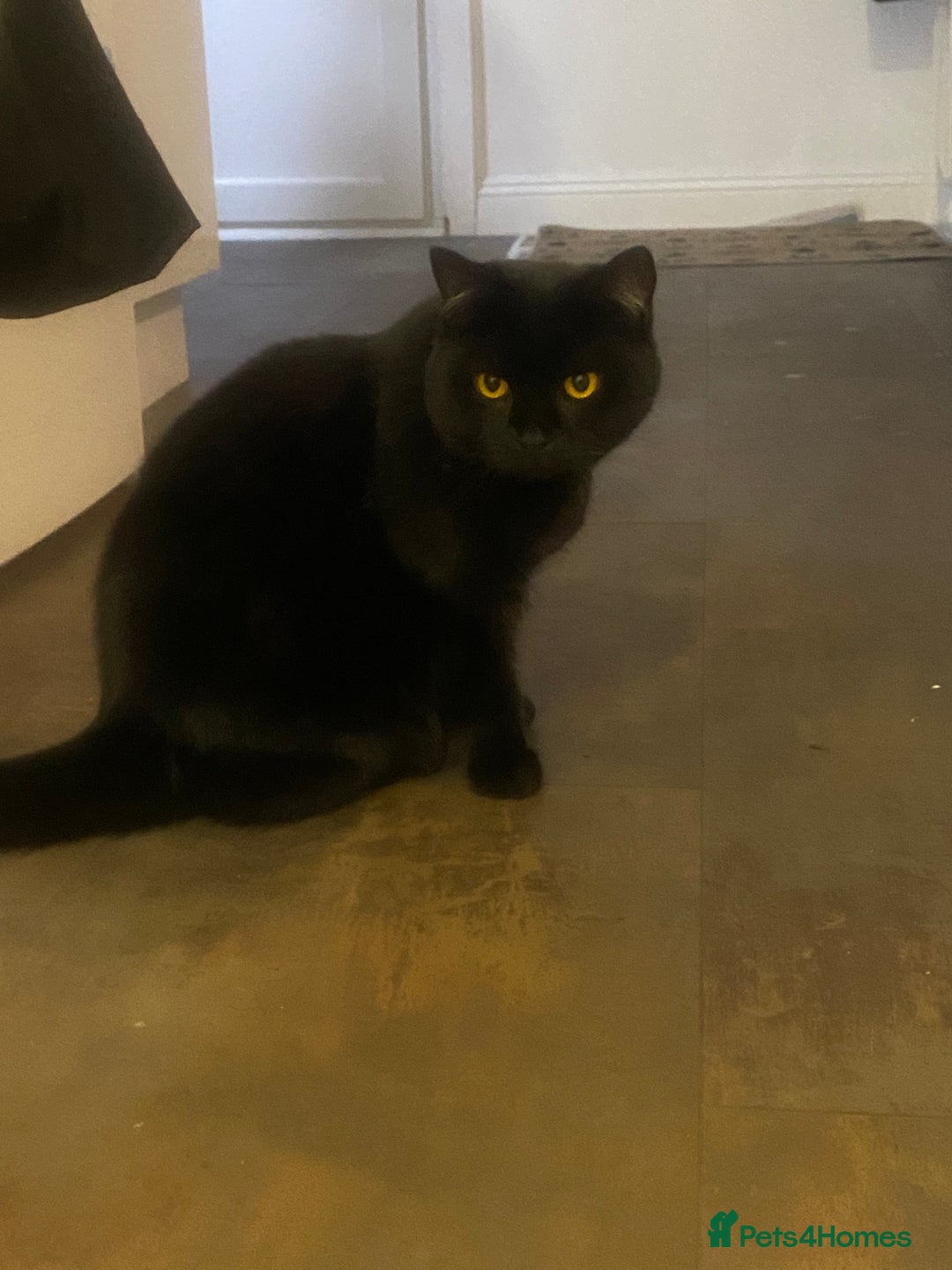 British Shorthair cats for sale: Looking for a New Loving Home for Titi! 🐾 - Image 3
