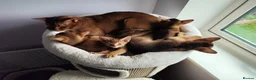 Abyssinian cats for stud: Cinnamon Abyssinian Boy! - Advert 3
