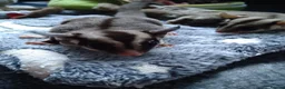 Sugar Glider rodents for sale: Stunning baby sugar gliders  - Advert 25
