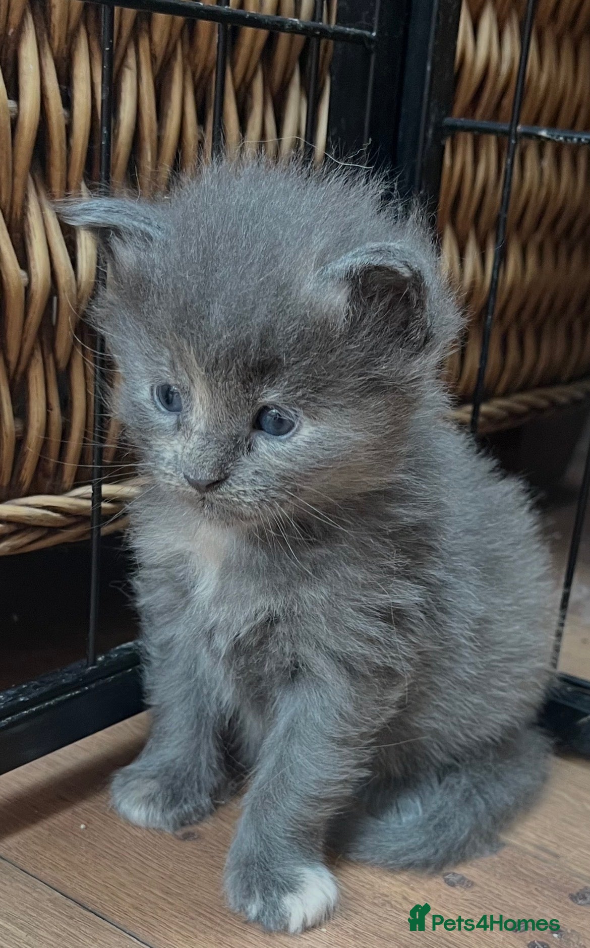 Maine Coon cats Stunning Maine coons - Advert 17