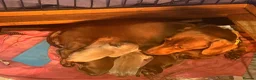 Miniature Dachshund dogs for sale: KC pure Miniature Dachshunds   - Advert 2