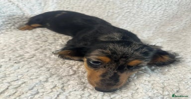 Dachshund dogs - Advert 2
