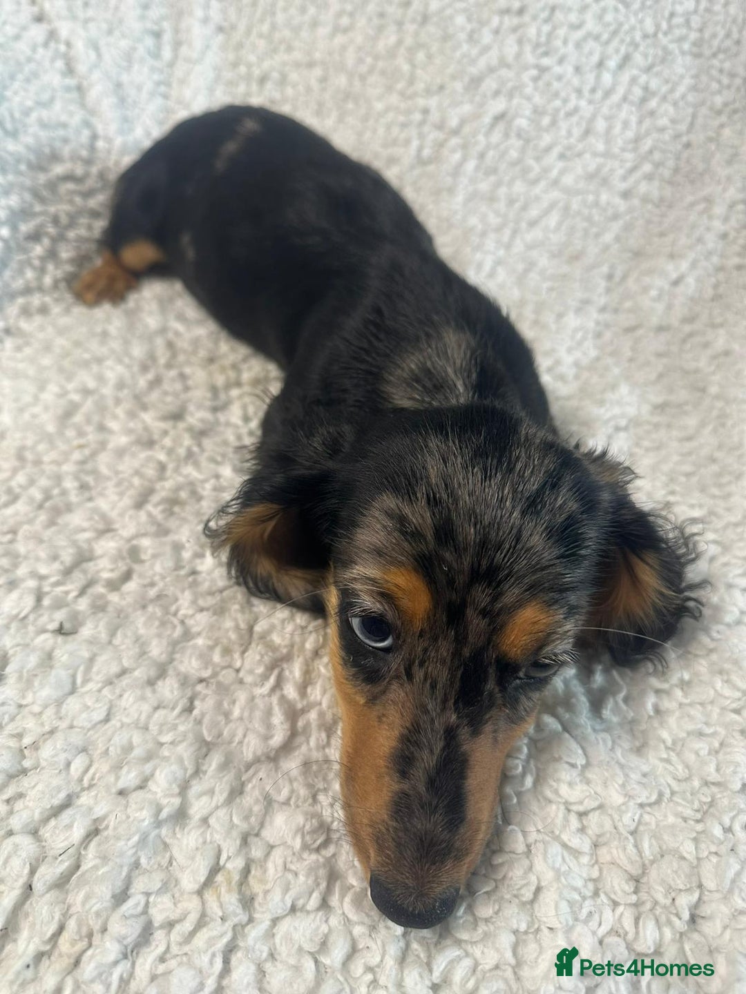Dachshund dogs for sale: Miniture dachshund pups ready now  - Image 6