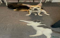 French Bulldog dogs for adoption: FOR ADOPTION - TANGO - BOGNOR REGIS  - Image 10