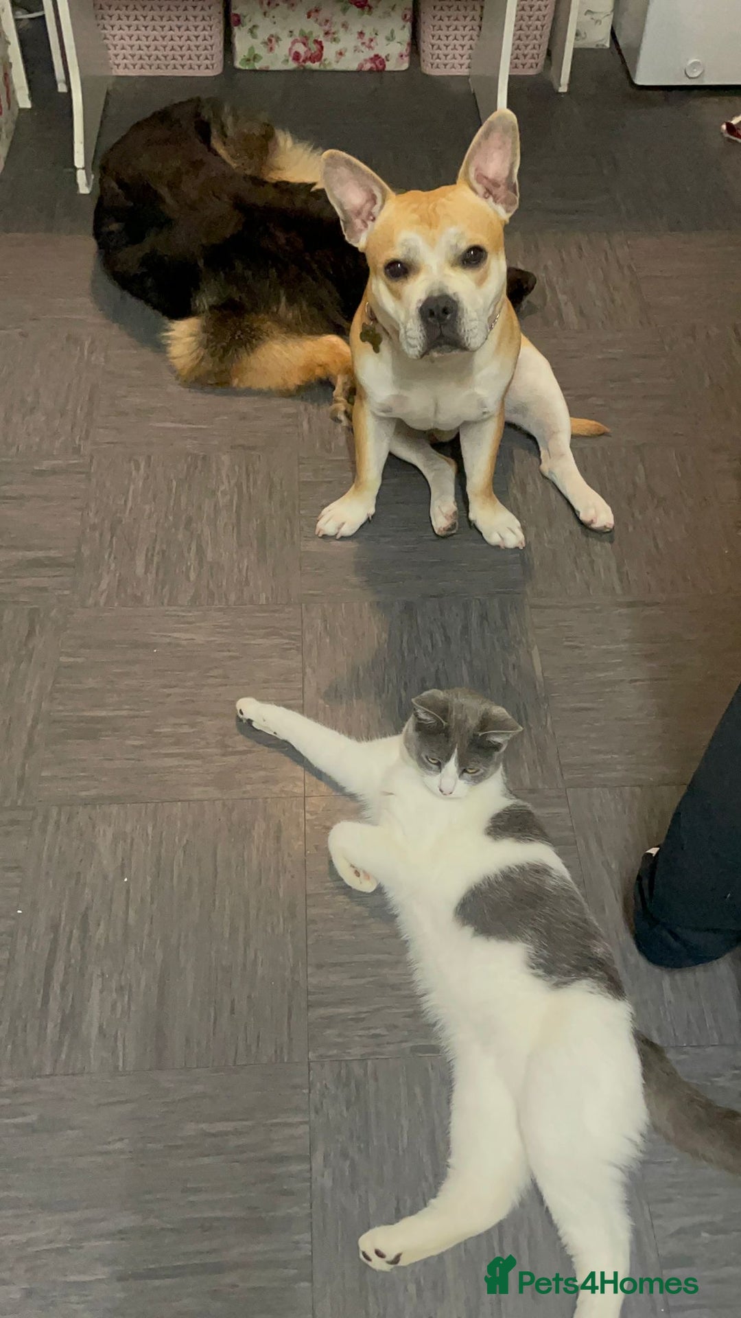 French Bulldog dogs for adoption: FOR ADOPTION - TANGO - BOGNOR REGIS  - Image 10